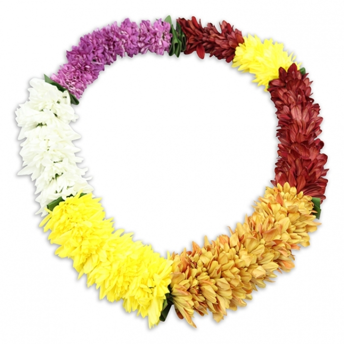 Set at the centre of a perfectly white background, an oval lei made from artificial chrysanthemum-style flowers appears almost to glow, its colours arranged in careful, rhythmic bands. Each bloom is plump and rounded, with layers of soft-looking petals packed tightly together so that the garland feels lush and full from every angle. Beginning near the top left and following the circle clockwise, the lei opens with a section of deep, regal purple flowers, their richness setting a calm, contemplative tone. This gradually yields to a run of crisp white blossoms that seem to reflect the surrounding light, then shifts into a clear yellow band that adds brightness and a sense of warmth. The colour palette matures into a deeper golden yellow, almost amber in places, evoking the gentle glow of sunset over the rooftops of Stanmore. The lei then moves into a reflective stretch of maroon and reddish-brown petals, grounding the design with a subtle nod to earth tones and autumn leaves. The circle completes with a final, smaller segment of bright yellow flowers, reintroducing light and hope as the eye returns to the starting point. At some transitions, slender dark green fabric leaves or separators peek from beneath the petals, suggesting foliage and reinforcing the handcrafted nature of the piece. A faint shadow beneath the lei provides depth without distracting from its serene simplicity. With no other elements in the frame, the lei stands as a symbolic circle of welcome, remembrance and peace, well-suited to funeral tributes and farewell ceremonies held in Stanmore's churches and crematoria.