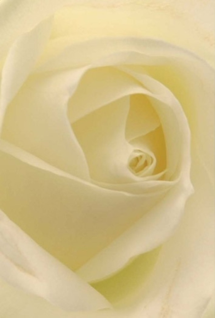 Drawn close to this pristine white rose, you're invited to pause and observe a harmonious layering that defines both tranquility and refined beauty-a quality much treasured in Stanmore's gardens and green spaces. The petals, a blend of creamy whites and soft ivory, fold inward in a captivating spiral, each illuminated by gentle daylight as if the bloom glows from within. Subtle gradients and shadow create a sense of depth, reminiscent of soft sunlight streaming through the foliage at Stanmore Common. For any florist in Stanmore, such a rose becomes the perfect ambassador for moments demanding sincerity-whether as a romantic gesture, a heartfelt apology, or as the highlight on a wedding table in one of our community's historic venues. The centre of the flower, so exact in its construction, seems to radiate purity and quiet strength, while the delicate play of hues and textures elevates it to an emblem of natural artistry. The impression is one of serene freshness-almost as if the clean air of Stanmore itself is captured here-offering comfort, calm, and grace, skillfully arranged to reflect the mood and meaning of any heartfelt occasion.