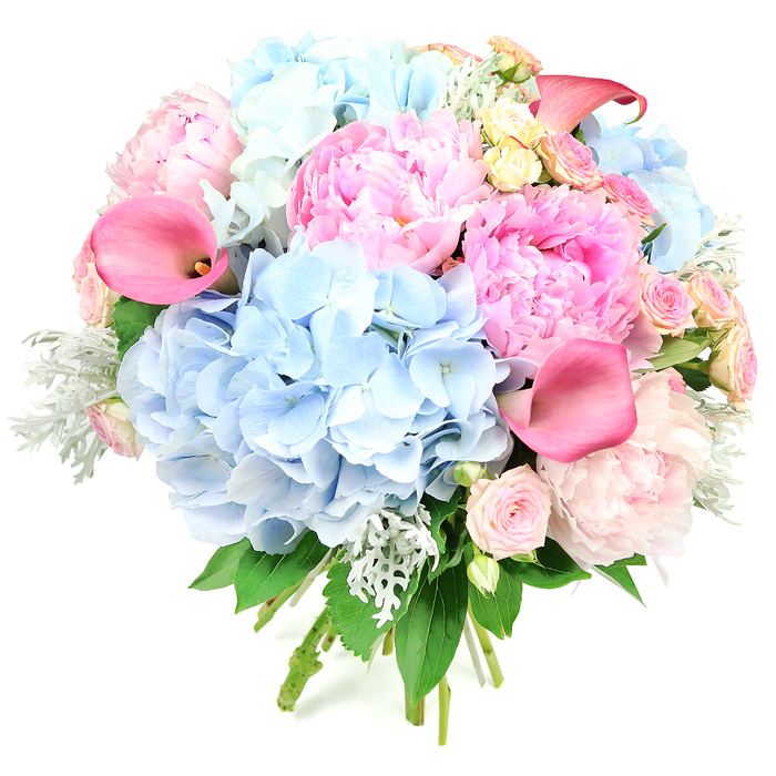 This sumptuous, hand-tied bouquet is photographed upright against a stark white background, every colour and texture on display as clearly as if you were standing in a Stanmore flower shop. Dominating the rounded arrangement are large, billowing clusters of powder-blue hydrangeas, the numerous, small, four-petaled florets overlapping to create velvety, cloud-like domes that serve as a cool, calming foundation. Interlaced with these are opulent pink peonies, their many layers of ruffled petals opening generously, moving from soft blush at the outer edges to deeper, more vivid rose and candyfloss tones toward their centres, giving the bouquet a vividly romantic, almost whimsical character. Nestled between these statement blooms, blush-pink spray roses and a scattering of creamy yellow roses offer smaller, neatly spiralled heads, contributing delicate detail and an air of classic elegance reminiscent of traditional English gardens found around Stanmore's leafy streets. Rising gracefully through the softer flowers, several coral-pink calla lilies introduce clean, sculptural lines; their trumpet-shaped blooms curve gently, their smooth surfaces catching the light in contrast to the more intricate textures surrounding them. Silvery-green dusty miller, with its softly fuzzy, frosted leaves, peeks out from among the petals, mingling with deeper green foliage to add depth, contrast, and a cool, sophisticated twist to the pastel palette. The stems at the base are clearly gathered and wrapped, emphasising the freshly tied nature of the design, as though ready to be delivered to a home near Stanmore Hill or to a reception at a local venue. Overall, the bouquet conveys a sense of joyful celebration and polished romance, perfect for weddings, anniversaries, and special occasions where you want to share beauty, tenderness, and a little everyday luxury.