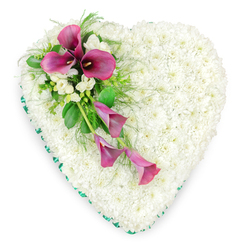 This image presents an elegant heart-shaped floral tribute, captured from a top-down view so the symmetry and craftsmanship are clear. The substantial heart is completely filled with small white spray chrysanthemums, each bloom pressed snugly against the next to create a smooth, cushion-like blanket of pure white. The chrysanthemums' neat, rounded petals give a soft, almost velvety appearance, conveying peace, innocence, and quiet dignity. Encircling the heart is a continuous band of emerald green satin ribbon, pleated and pinned with precision. This ribbon forms a clean, defined border that gently contrasts with the white flowers and adds a polished, ceremonial finish. On the upper left side, a graceful spray of deep magenta and fuchsia calla lilies stretches diagonally across the heart, drawing the eye from the top left toward the lower centre. Three fully open calla lilies sit prominently at the top of the spray, their elegant, funnel-shaped spathes curling around dark, central spadices that add depth and drama. Two more calla lilies, narrower and not yet completely open, extend downward in a gentle cascade that introduces a sense of movement. Between the calla lilies, small clusters of white freesia bring lighter texture and delicacy, their airy petals and fine stems suggesting a soft, comforting scent. Surrounding the spray, a mix of feathery fern fronds and broader, glossy green leaves provides natural structure and contrast, lifting the colours off the white base. Set against a plain white background, this funeral heart appears calm and composed, an ideal tribute for a Stanmore family wishing to honour a loved one at a local service, with flowers that speak quietly of love, remembrance, and enduring respect.