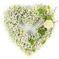 A heart-shaped floral wreath composed almost entirely of tiny white gypsophila fills this frame, its surface a dense, airy carpet of delicate blooms against a stark white backdrop. The tiny clustered flowers create an overall cloudlike softness, each minuscule blossom contributing to a voluminous, pillowy silhouette that reads as both fragile and steadfast. Anchoring the upper right curve is a single ivory-cream rose, its petals neatly curled and layered, offering a velvety focal point that contrasts with the fine texture of the Baby's Breath. Interlaced with the rose and extending down the right side are deep green ivy leaves - glossy and sculptural - paired with narrow, pale green sprigs that resemble eucalyptus, adding linear rhythm and a cool, herbal suggestion of scent. The bright, even lighting flattens the background and brings forward subtle shadows within the heart, highlighting the craftsmanship of the floristry and the layered depth of the materials. Visually and emotionally the composition is one of respectful calm: the whiteness suggests purity and remembrance, the single rose a gracious salute to a life cherished. As a local Stanmore design, I imagine this piece being chosen by families visiting nearby churches or arranging memorials at Bentley Priory, a quiet statement of condolence that balances tradition with delicate, understated beauty.