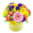 A lively, round hatbox arrangement bursts with colour, housed in a light lime green box decorated with soft pastel blue and white polka dots that convey a playful, celebratory mood. The flowers form a smooth, dome-shaped cluster, each stem placed close to the next to create a dense, cushion-like crown of petals. At the forefront, a large bright pink gerbera daisy commands attention, its petals perfectly aligned in a circular halo around a delicate green centre, like a cheerful smile at the heart of the bouquet. Encircling this focal flower, an abundance of yellow daisies or chrysanthemums glow with sunny warmth, their slender petals overlapping around gentle central discs, evoking the ease of a bright morning in Stanmore. Coral and orange carnations ripple through the design, their ruffled petals and softly rounded forms adding volume and a touch of nostalgic charm, as though echoing classic garden borders along local residential streets. Deep indigo and purple lisianthus blooms weave between the brighter shades, their smooth, velvety petals folding in elegant waves that lend a sophisticated contrast and visual depth. Fresh green foliage and variegated leaves with light, creamy edges are interspersed throughout, lifting the colours and providing a natural, leafy backdrop that makes the arrangement feel just-picked and vibrant. The bouquet is photographed against a crisp white background, which enhances the clarity of every hue and texture, from the satin sheen of the lisianthus to the soft fluff of the carnations. This joyful, contemporary design is ideal for birthdays, congratulations, or get-well wishes, ready to brighten homes and offices around Stanmore, whether placed on a kitchen table near Stanmore station or a desk overlooking the leafy suburbs.