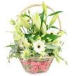 The photograph shows a rustic, light-brown wicker basket brimming with fresh white and green flowers, set crisply against a seamless white background that makes every petal and leaf stand out. The basket's rounded handle arcs gently over the arrangement, and at its base a red and white gingham ribbon is tied into a precise, cheerful bow, suggesting warmth and homeliness that echoes the relaxed pace of Stanmore's tree-lined streets. Inside, the flowers are carefully layered. Several tall lily stems emerge from the middle, their buds in varying stages of development: some tightly furled with a soft green tint, others starting to reveal creamy white petals that hint at the fragrant blooms they will soon become. Interspersed among the lilies are open white Gerbera daisies, their smooth, linear petals radiating outward from deep dark centers, offering a bold contrast in both colour and texture. Soft lisianthus flowers in white and pale green thread their way through the composition, their subtly ruffled petals softening the overall look. A sleek white calla lily curves with quiet elegance, adding a contemporary, sculptural note. Smaller, spiky chrysanthemum-like flowers in white and green fill in the gaps, ensuring the basket feels full and generous from every angle. Surrounding and underpinning the blooms is a mix of foliage: rounded blue-green eucalyptus, trailing variegated leaves, and larger dark green blades that create depth and a sense of natural abundance. The entire arrangement feels calm, pure, and inviting, making it a beautiful choice for an anniversary dinner near Stanmore Golf Club, a refined thank-you gesture, or a simple way to bring peaceful freshness into a hallway or lounge.