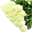 In this photograph, a voluminous bouquet of white roses is shown in crisp, bright light, creating an impression of pure, unadorned elegance. The roses are a warm, creamy white, touched with the faintest ivory glow near their centres, and they are packed closely together so that the petals form an almost continuous surface of curves and folds. Each bloom is distinguished by its beautifully formed spiral of petals, some fully open and generous, others poised on the edge of opening with their pointed tips still intact. Between the flowers, you can see sturdy green leaves that add a lively contrast, their rich colour and natural shine recalling the greenery of Stanmore's parks and gardens, such as the paths around Bentley Priory. The stems, gathered beneath the blooms, suggest a strong hand-tied structure commonly crafted by experienced florists for secure delivery across Stanmore and the surrounding area. The plain, light background keeps all focus on the roses themselves, allowing every subtle shadow, gentle curve, and delicate texture to stand out clearly. This bouquet carries a feeling of calm and heartfelt sincerity, making it equally suitable for a bridal arrangement, an anniversary surprise sent to a home near Stanmore Broadway, or a comforting sympathy bouquet for a family gathering. The visual effect is both soothing and luxurious, and you can almost imagine the soft fragrance of the white roses filling a quiet room, offering a sense of peace, remembrance, and timeless love.